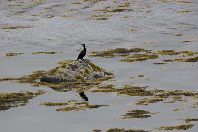 Great Cormorant On Rock